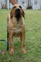 Matriz - Fila Brasileiro Dourado - Canil Singular - Fama Itanhandu